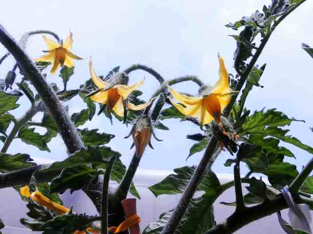 Tomate cereza, sus primeras flores.