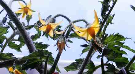 Tomate cereza, sus primeras flores.