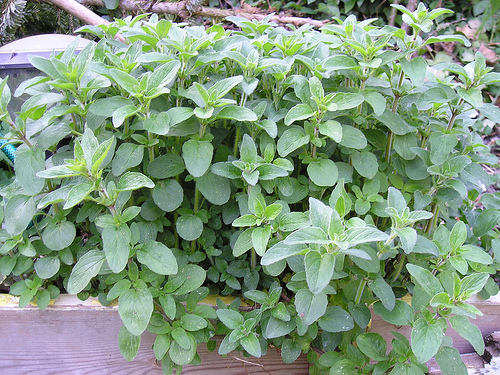 Oregano