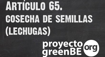 Cosecha de semillas de lechuga